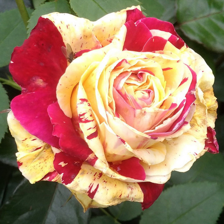 Роза плетистая Ванилла Фрейз/Vanille Fraise, LAPvanil Ванилла Фрейз, Лапванил, Клубничное мороженое, Клубничная ваниль