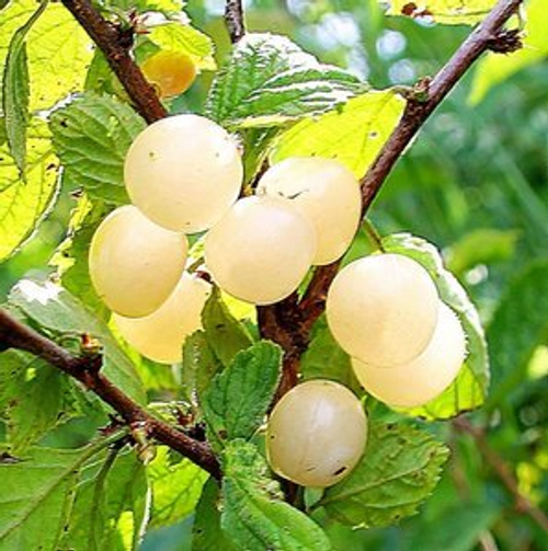 Вишня войлочная Белая