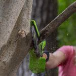 Цепная мини пила аккумуляторная Greenworks GD24CSMNX Арт. 2008707UB, 24V, 15см, бесщеточная, в комплекте АКБ 4 А·ч и ЗУ в сумке