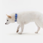 Ошейник Midnight Safari