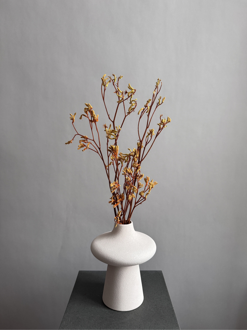 Анигозантус стабилизированный