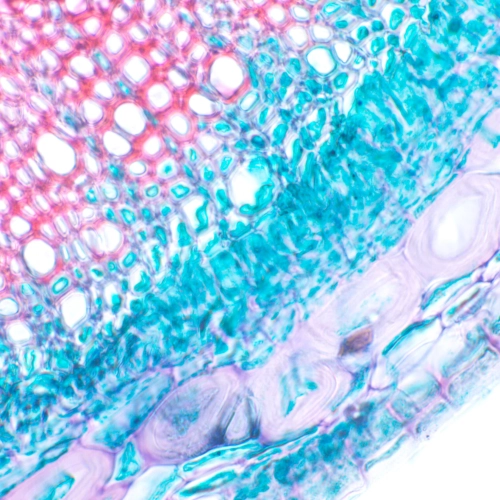 Микроскоп биологический MAGUS Bio 240B