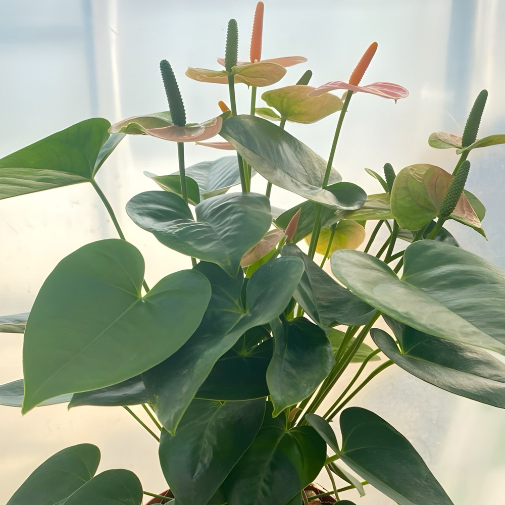 Антуриум Андре SPIRIT