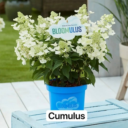 Cumulus ( Bloomulus Cumulus) Серия "Облака" гортензия метельчатая Р9
