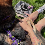 Шлейка Lav Flash+Neon Riot