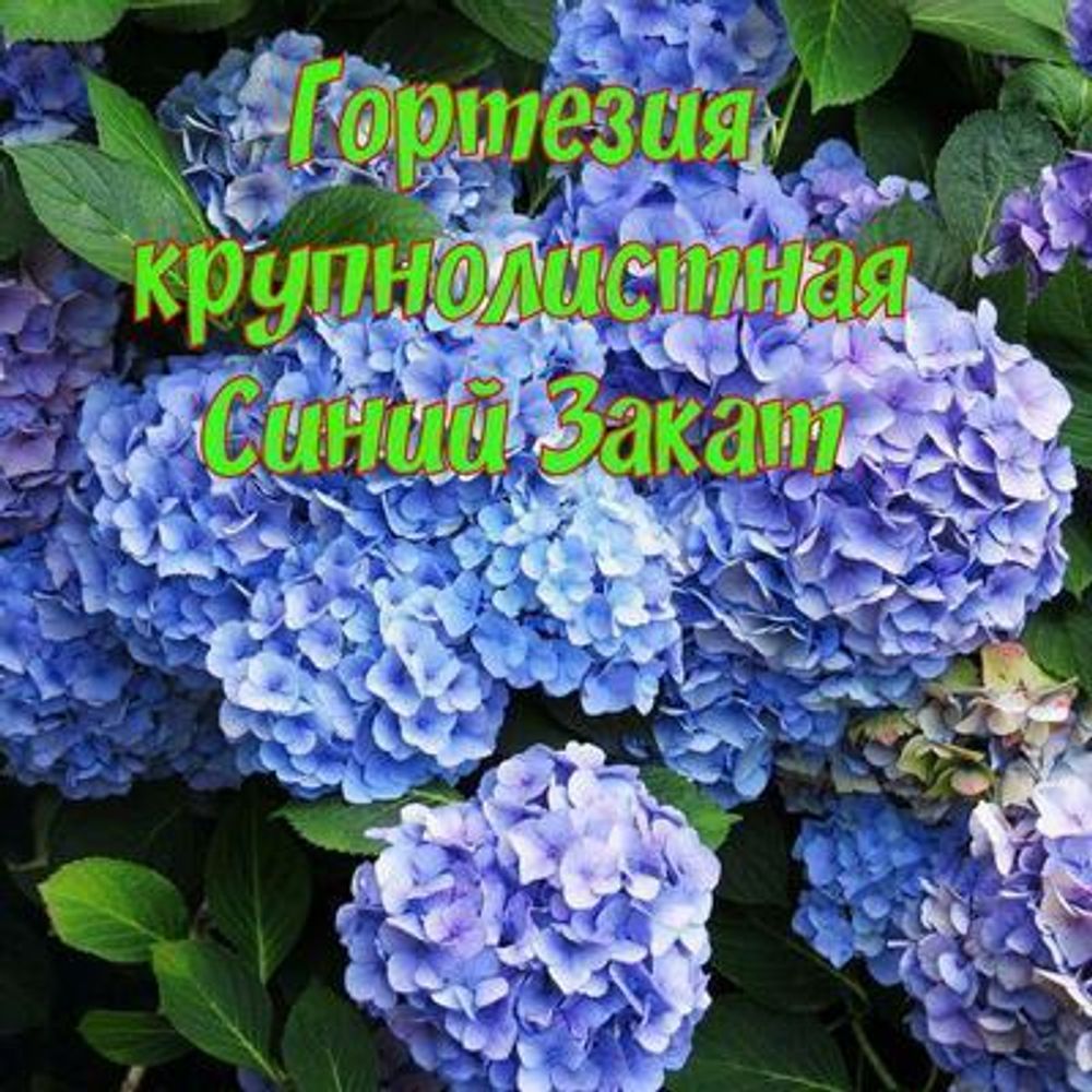 Гортензия крупнолистная Синий Закат