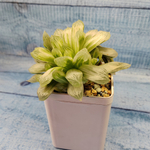 Haworthia Cooperi Variegata (Хавортия)