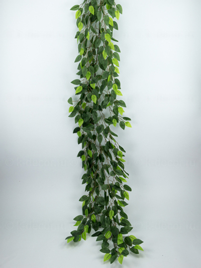 Лиана фикус