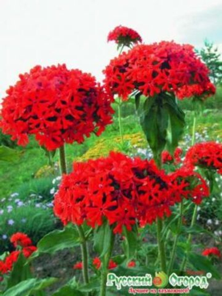 Лихнис Мальтийский крест 0,1-0,4гр НК