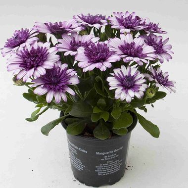 2730 ОСТЕОСПЕРМУМ FLOWERPOWER3D DARK VIOLET WHITE