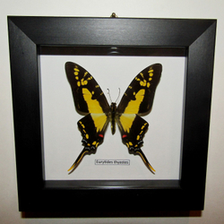 Бабочка Eurytides thyastes в рамке