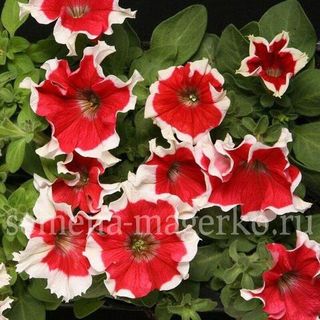 Петуния крупноцветковая  Хулахуп Ред  F1 100 драже