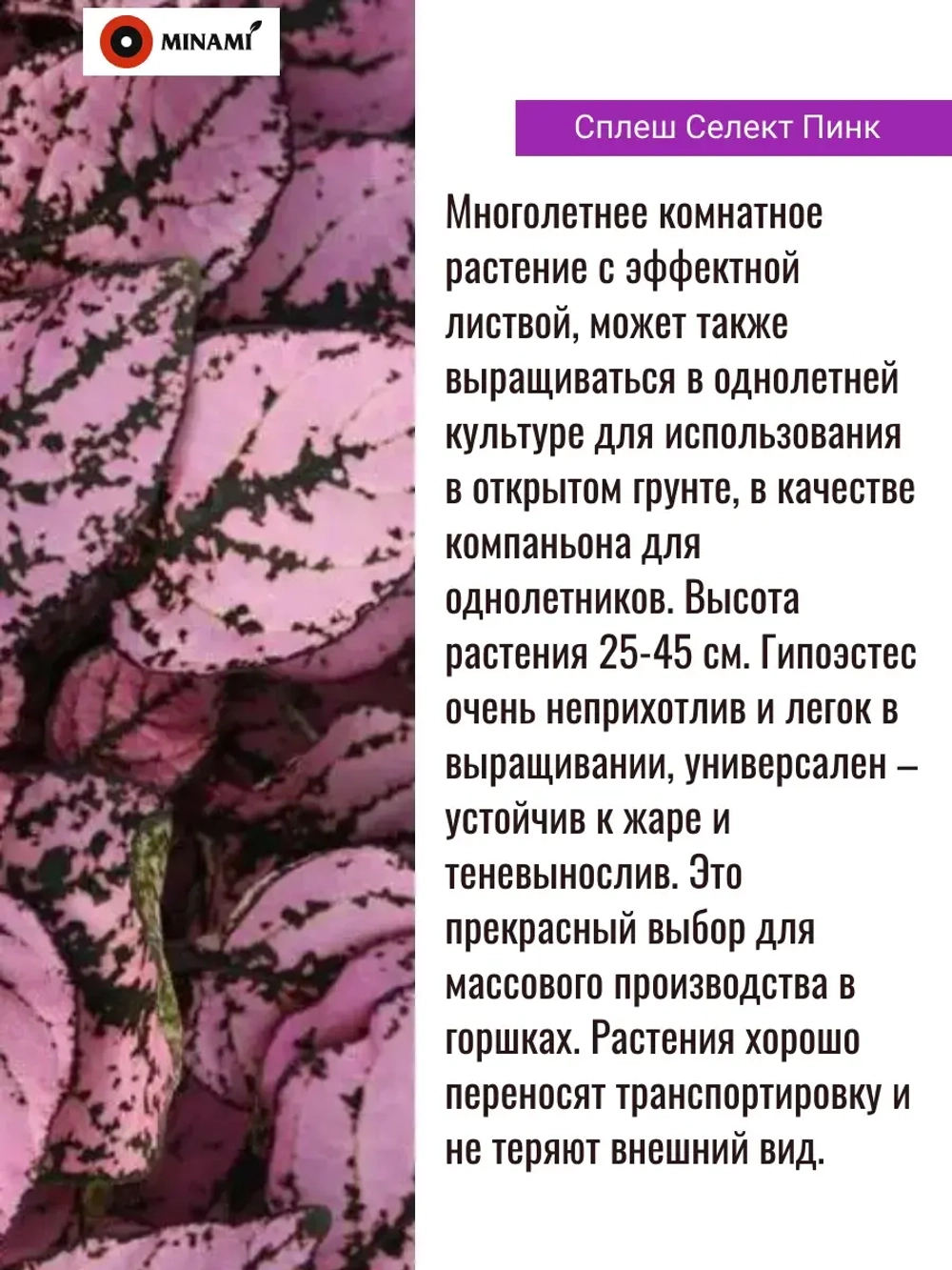 Гипоэстес сплеш Селект набор