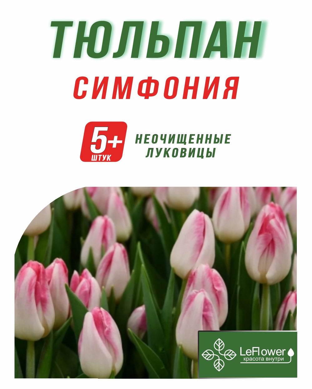 Тюльпан Луковица, Симфония, 5+ шт