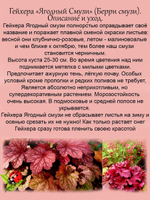 Гейхера Берри Смузи ягодный смузи многолетняя