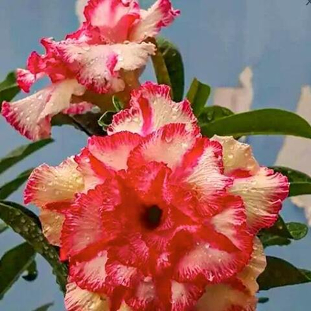 Адениум обесум 294 Vân Vũ