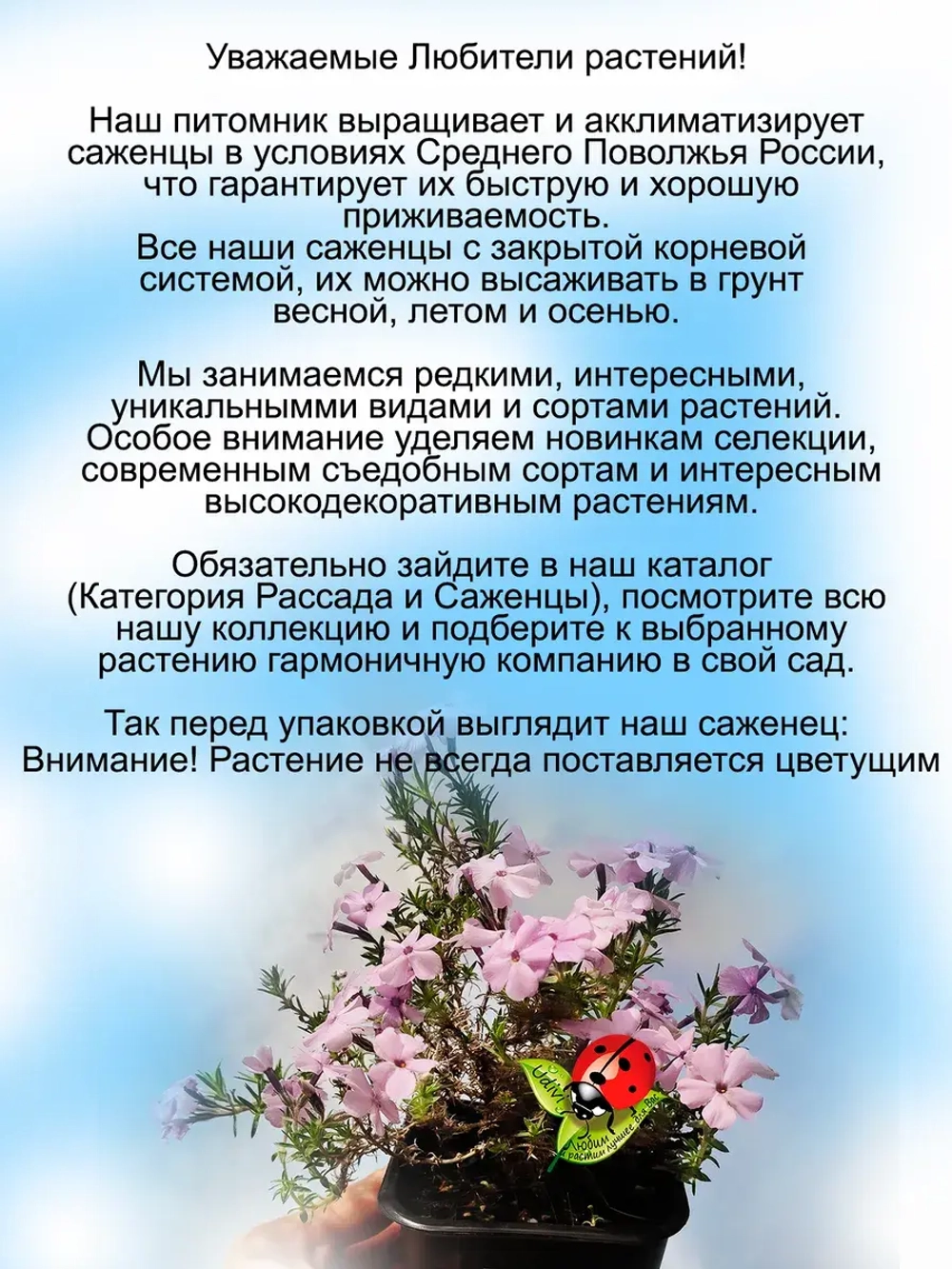 Флокс шиловидный Сиреневое облако Лилак Клауд