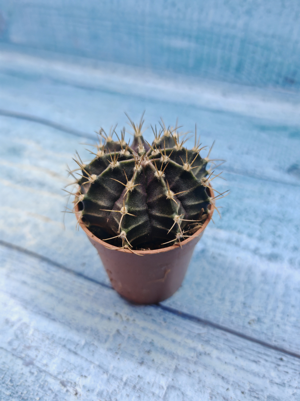 Gymnocalycium Friedrichii (Гимнокалициум)