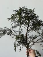 Ветка хвои - МОЖЖЕВЕЛЬНИК