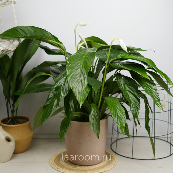 Спатифиллум Свит Лауретта 19/90