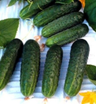 Надюша F1 семена огурца пчелоопыляемого (Seminis / Семинис)