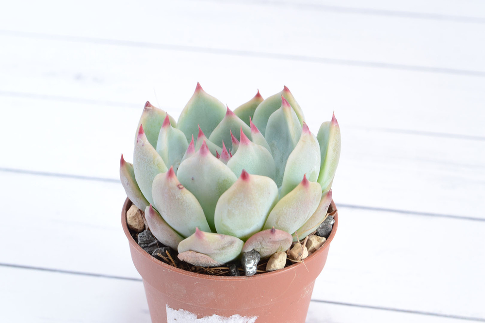 Echeveria chihuahuensis (Эхеверия) (SCT29364)