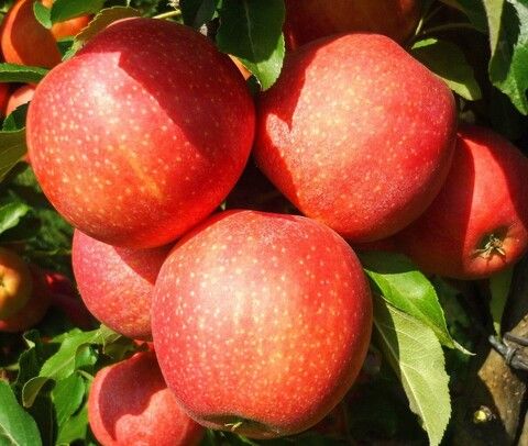 Яблоня Гала