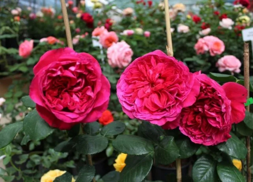 РОЗА СЕТЫРНХ ВЕТРОВ (Rose des 4 Vents )