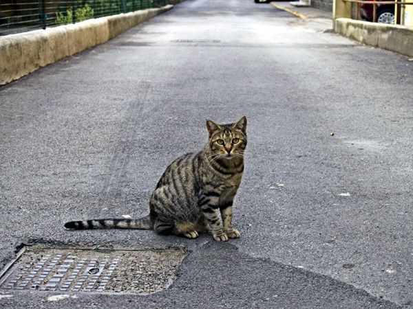 Причины пропажи любимых кошек, и что в таком случае делать