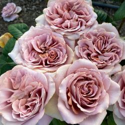 Кафе Латте (Cafe Latte)