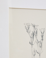 Картина Lirena с ботанической иллюстрацией 70 x 50 см