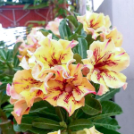 Адениум обесум 365 Chanel