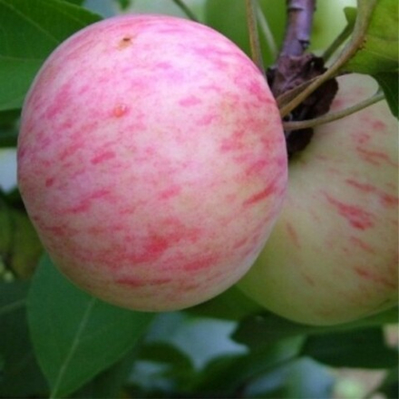 Яблоня летняя Московская Грушовка (2-летняя) п/карл.подвой ОКС