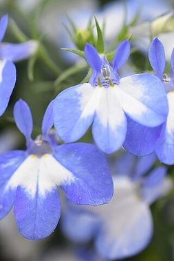 2361 Лобелия HOTPOT LIGHT BLUE (ВЕСНА 2025)