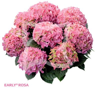 Гортензия крупнолистная (Macrophylla) Early Pink 9 шт.