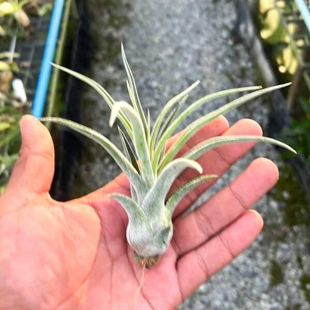 Тилландсия SITTING PRETTY (streptophylla x paucifolioides)