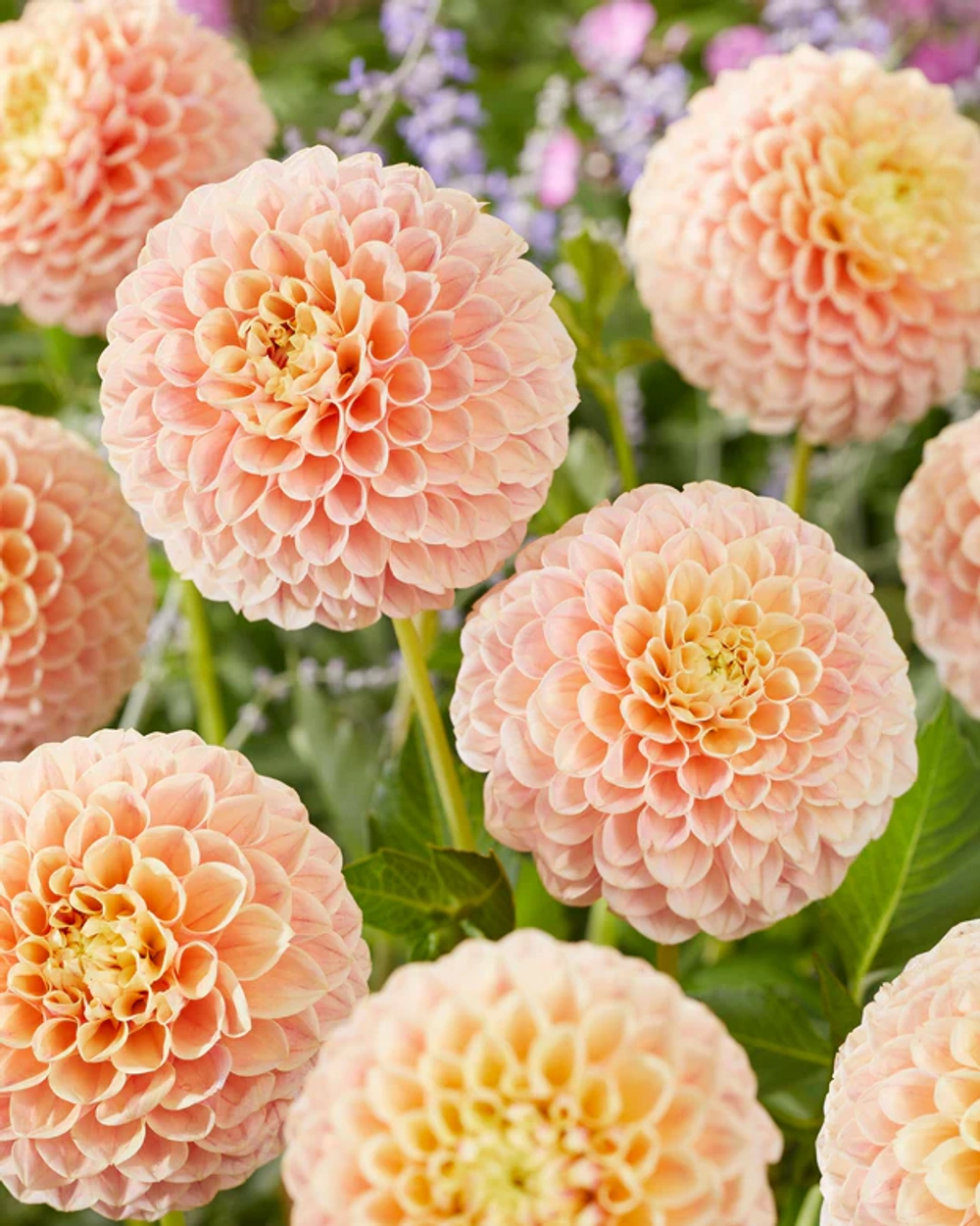 Георгин Sweet Suzanne (корень) Закупка М55 апрель 2026