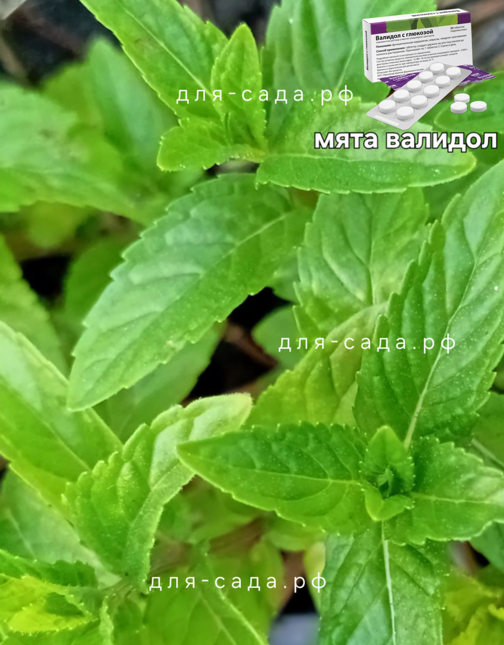 Мята валидол