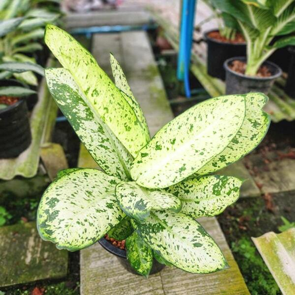 Диффенбахия PHRAE BARAMEE (A107)