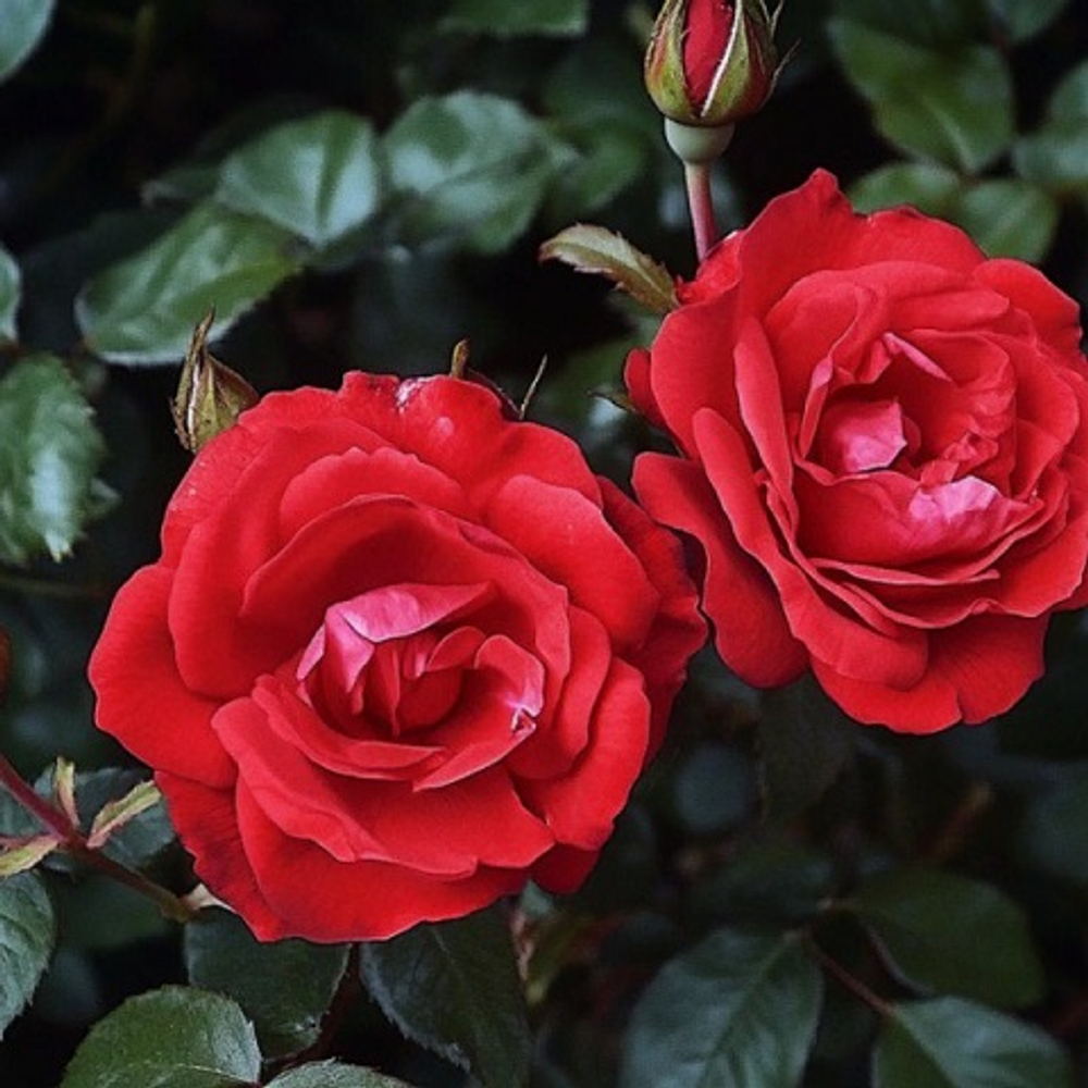 Роза Флорибунда Paprika