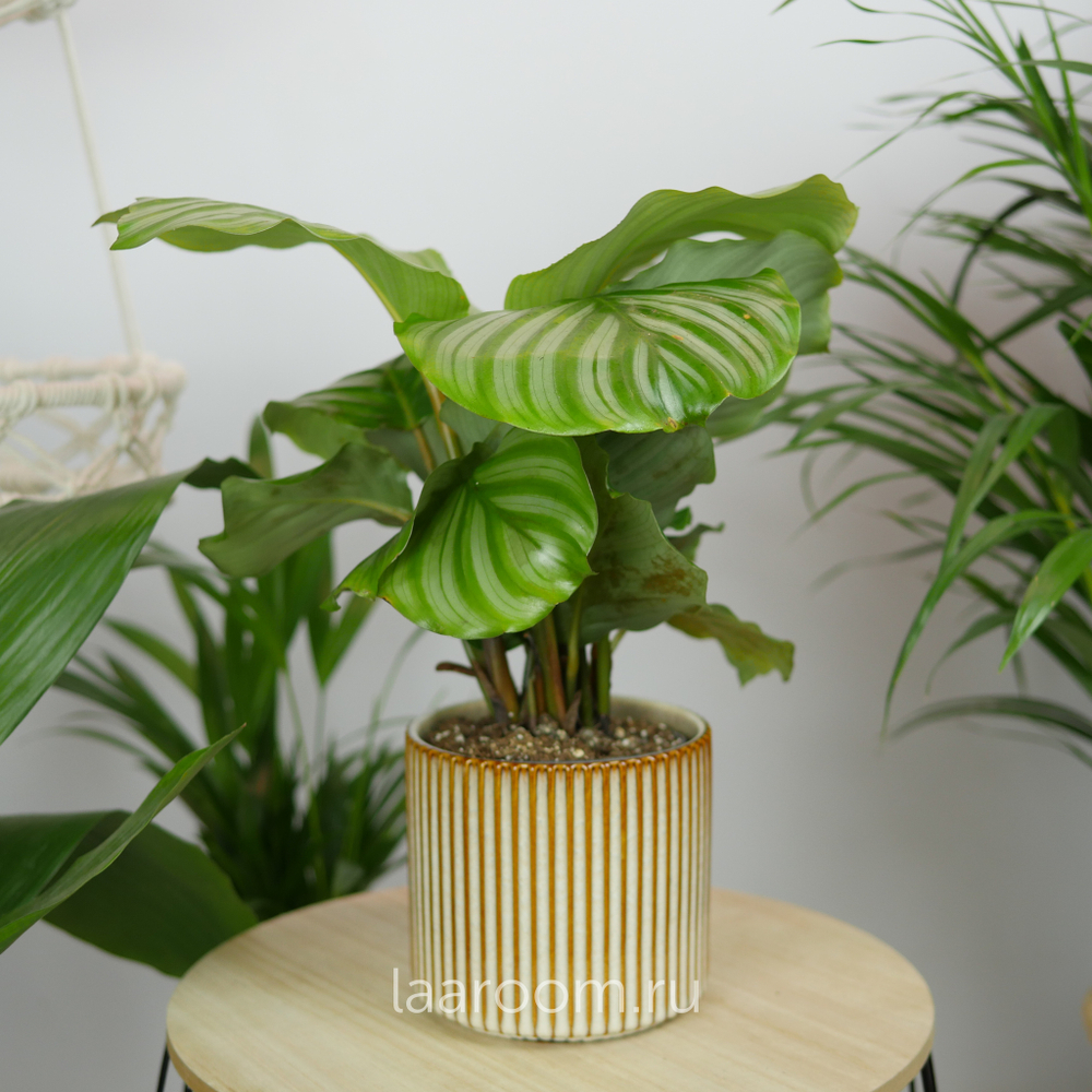 Калатея 12/40