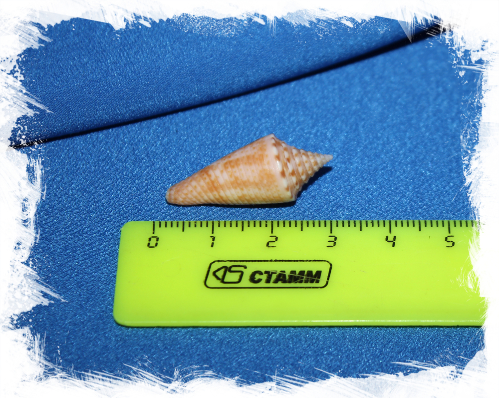 Конус диктатор (Conus dictator)