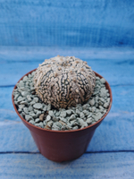 Astrophytum Asterias "Super Kabuto" (Астрофитум)