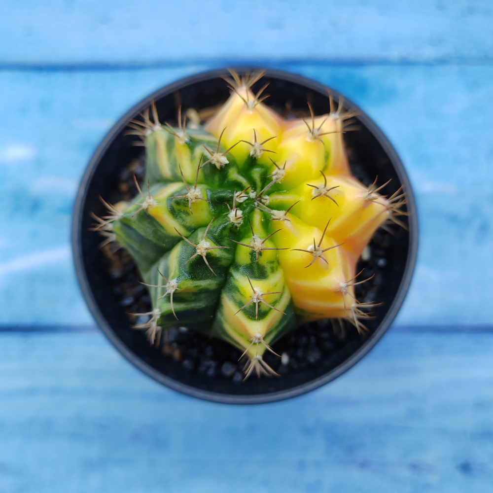 Gymnocalycium Variegata (Гимнокалициум Вариегатный)