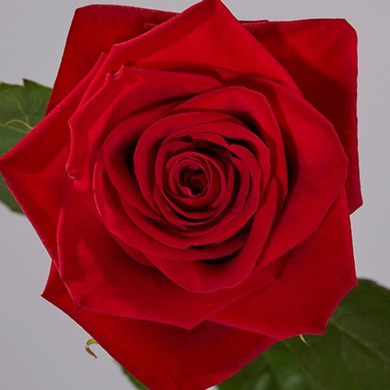 Freedom, плантация Tessa