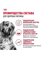 Royal Canin Medium Adult 7+ (Роял Канин Медиум Эдалт 7+) для средних пожилых собак (от 7 лет)