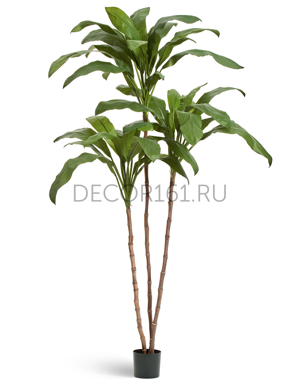 Кордилина Фрутикоза зелёная в-210 см 2/2 10.25007N