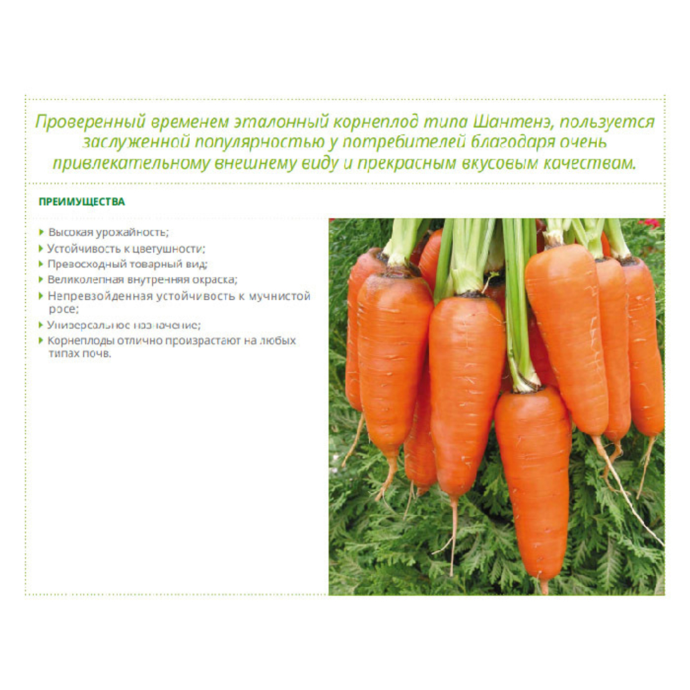 Абако F1 семена моркови курода/шантане (Seminis / Семинис)