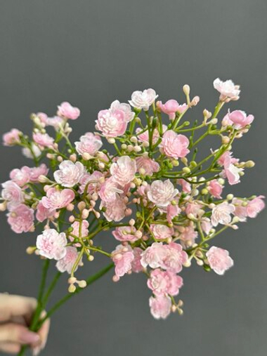 Гипсофила светло-розовая (h70 см)