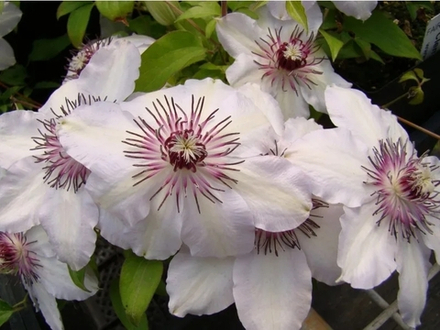 Клематис Fair Rosamond (Фэйр Розамунд)  Стандарт поставки Р9